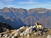 75 Dori perlustra la cima del Venturosa